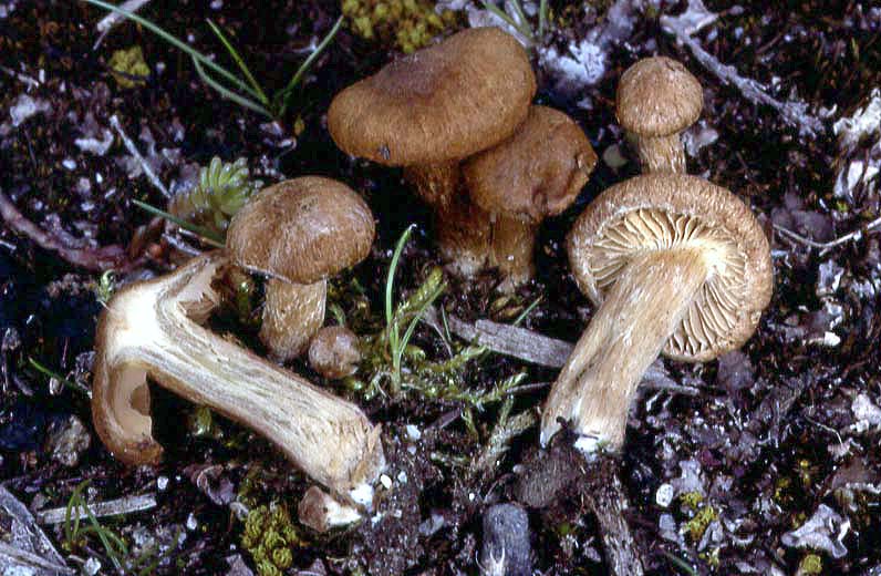 Inocybe malenonii per cfr.